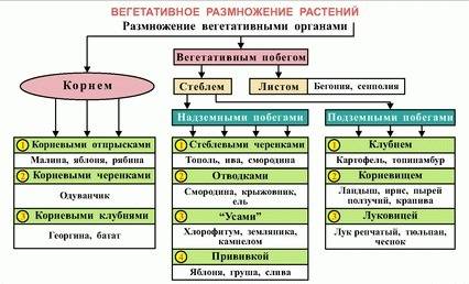 Какие размножения вы наблюдали или использовали сами в классе, дома на приусадебном участке?