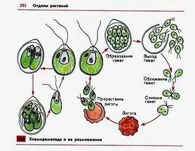 Как происходит половое размножение у многоклеточных зеленых водорослей