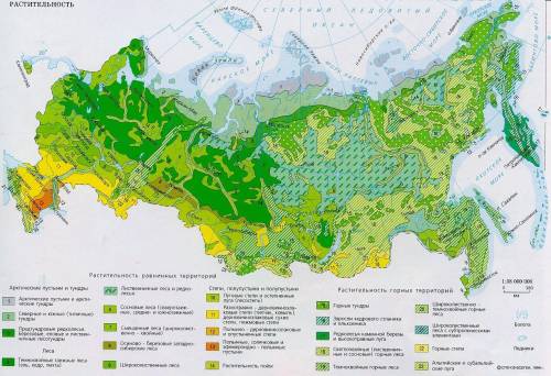 Установите какие крупные подразделения выделены в растительности равнин