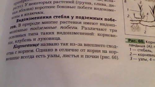 Какие из перечисленных частей растений, используемых для питания человеком, не являются ? кочан капу