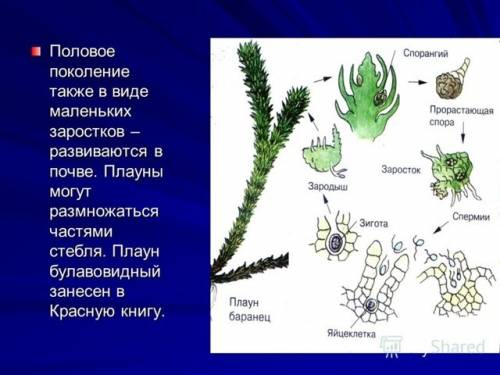 Строение плауна булавого тут реальности