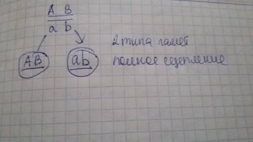 Сколько типов гамет образует гетерозигота аавв если гены а(а) и в (в) расположены в одной группе сце