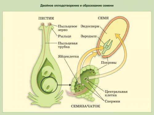 1.каково биологическое значение полового размножения организмов? 2. чем бесполое размножение отличае