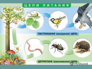 Цепи питания дальнего востока (если трава, то указать какая именно)