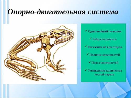 Опорно-двигательная система лягушек. схема. 20