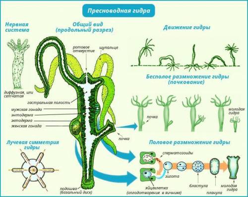 Тип кишечнополостные. класс гидроидные. письменно в тетради описать по плану: - общая характеристика