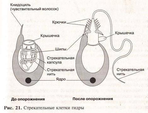 Тип кишечнополостные. класс гидроидные. письменно в тетради описать по плану: - общая характеристика