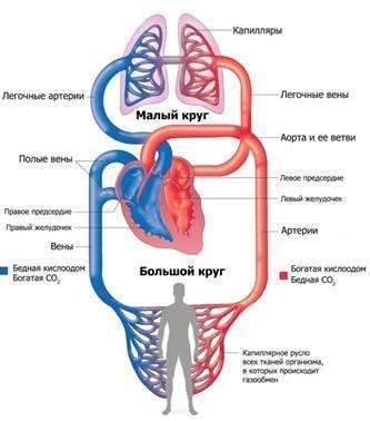 Кровеностная система органы функции