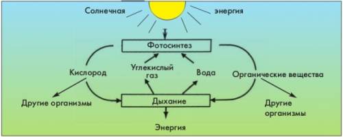 Вставь в текст «дыхание растений» пропущенные термины. найди верные варианты ответов и впиши недоста