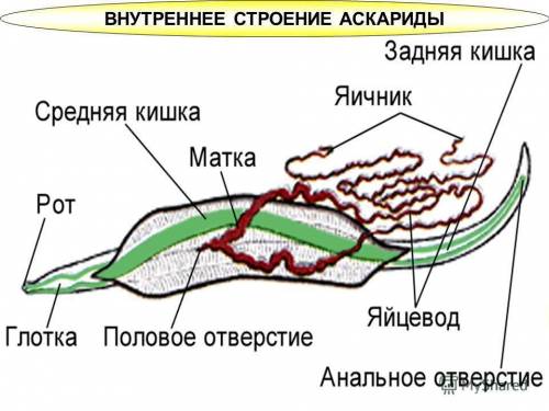 Охарактеризуйте особенности строения аскариды.что такое кутикула? в чем ее знаяение?