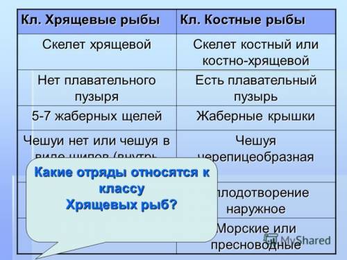 20 б сходства и различия хрящевых и костных рыб (в виде таблицы)