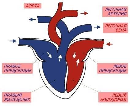 1.из чего состоит кровь? 2.виды клеток крови,их функция. 3.строение четырёх камерного сердца. 4.виды