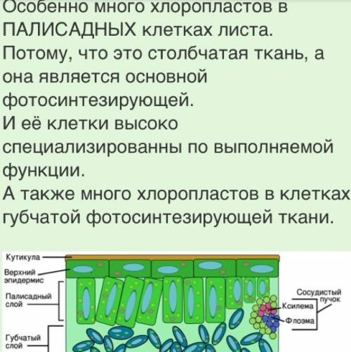 Вкаких клетках листа отсуствуют хлоропласты