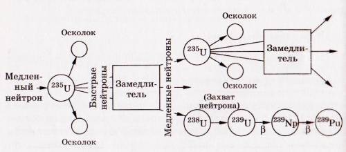 Составь схему,отражающую типы нейтронов и их функций