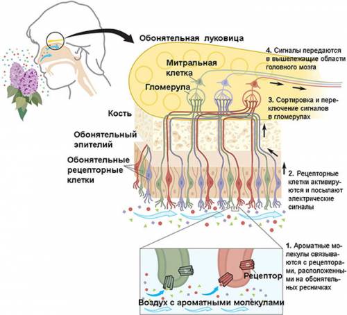 Покажи на рисунке путь молекулы пахучих веществ цветка,в результате которого человек чувствует его з