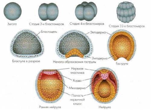 1. установите последовательность основных этапов эмбриогенеза