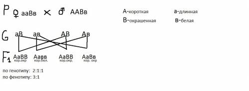 Уморской свинки короткая шерсть доминирует над длинной, окрашенная над белой. какое потомство можно