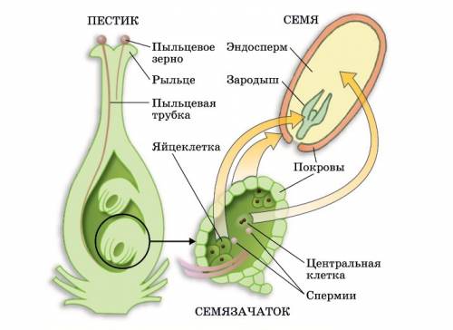 Используя информационные ресурсы подготовьте сообщение о жизни и научной деятельности российского уч