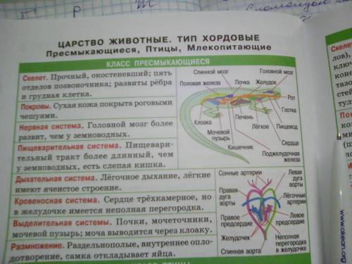 Сделайте таблицу по биологии на тему внутреннее строение пресмыкающихся название системы органы си