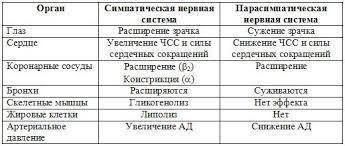 Назовите основные отделы вегетативной нервной системы