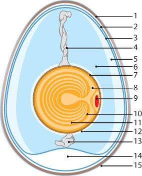 Каковы особенности строения яйца птицы? какие условия необходимы для его развития?