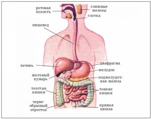 Вырежи рисунки с изображением органов пищеварения человека, наклей их на с.11 и подпиши их названия