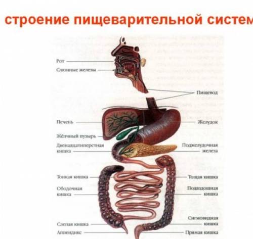 Опишите строение пищеварительной системы: органы пищеварения и их функции