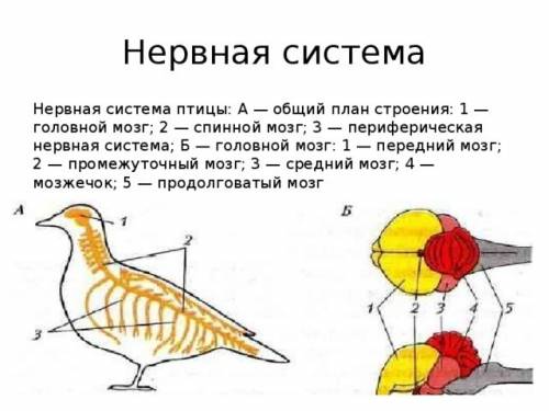 Внутренние строение голубя нервная система