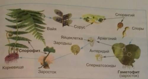 Дополните и опишите схему жизненного цикла папоротников на примере щитовника