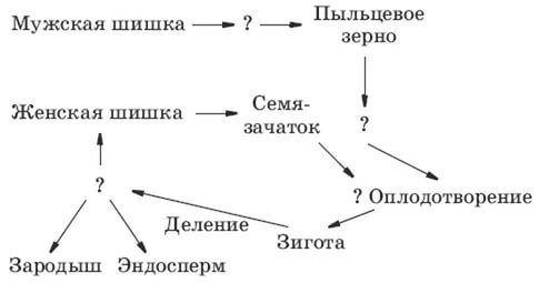 Мужская шишка > ? > пыльцевое зерно > ? > оплодотворение какие слова нужно поставить мес