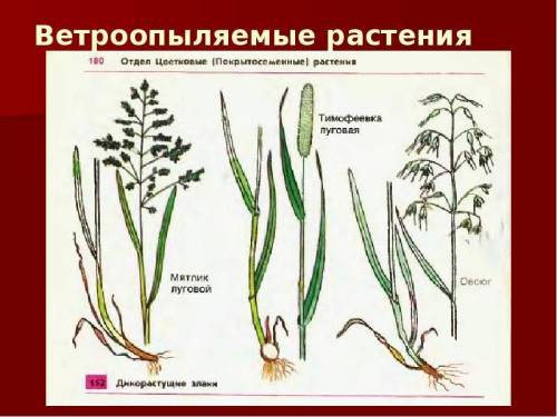 Что из перечисленного является при цветка к опылению ветром? раскрытие цветков только ночью крупные