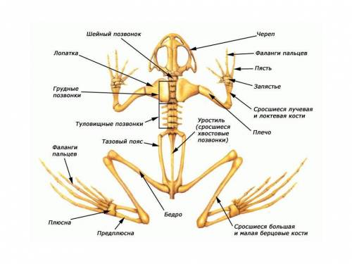 Один позвоночник у земноводных содержит отдел позвоночника? а) шейный б) туловищный в) поясничный г)