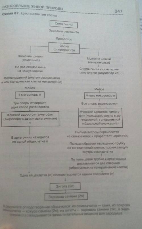 Как происходит опыление и оплодотворение у сосны?