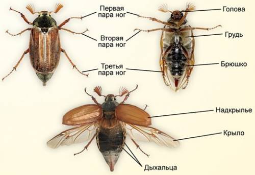 Рассмотрите и назовите органы которые крепятся к груди сосчитайте и запишите сколько пар ног у жука