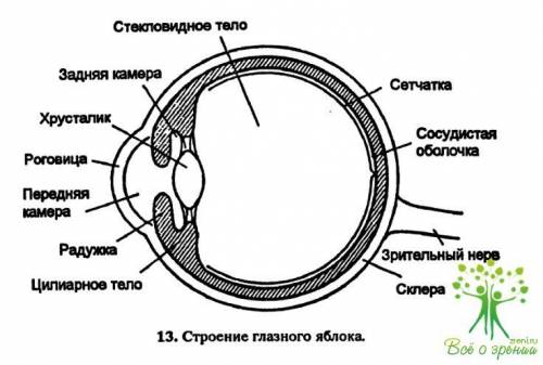 Рассмотреть модель глазного яблока и, используя учебник, определить названия каждлй из его частей