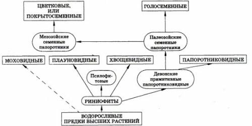 Схема эволюции растений по биологии