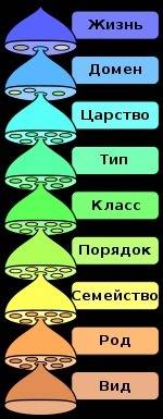 Какие 6 принципов построения систематики?