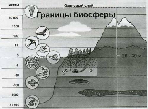 1) как называют область земли, в которой существует жизнь? 2)какие условия для жизни на земле создан