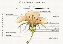 Строение цветка и плода растений семейства лилейных отправьте фото ) лабораторная работа 27