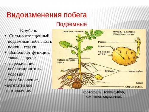 По биологии: какая часто кортофеля - побег?