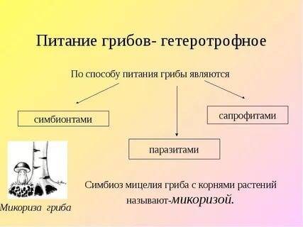 1.почему грибы считаются полноценным продуктом? 2,перечислите питания грибов