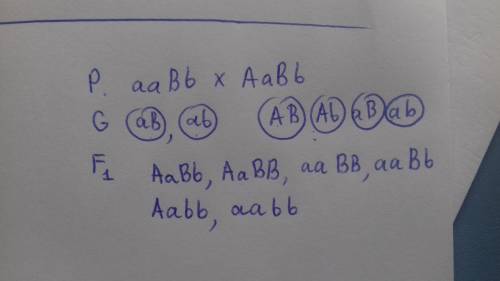 Каким будет потомство по генотипам и от скрещивания родительских особей с генотипами аавв и аавв ?
