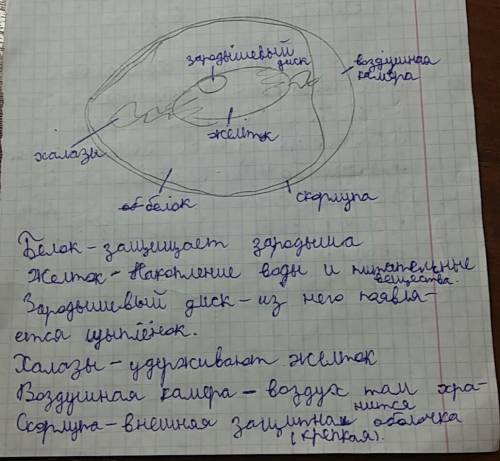 Лабораторная работа по биологии : строение яйца птицы