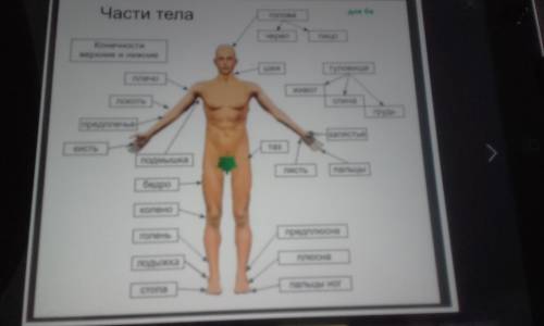 Рассмотри изображение человекатак же как на примере слева отмечены ухо на изображении справа покажи