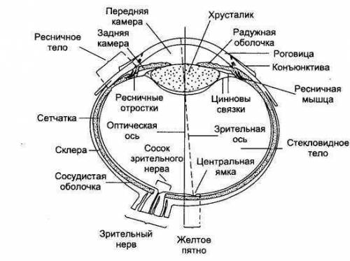 Составить схему зрительного анализатора,и показать последовательность звеньев