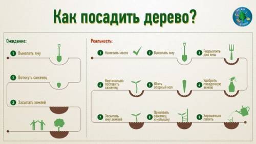 Составьте связный текст на тему как посадить деревце