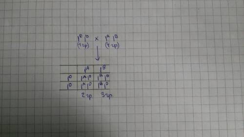 Определите возможные группы крови детей, если у родителей первая и четвертая. составьте решётку пенн