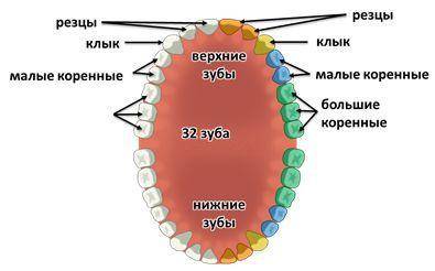 Вкаждой половине челюсти человека количество зубов: а) 2 резца,1 клык, 2 малых коренных,3 больших ко