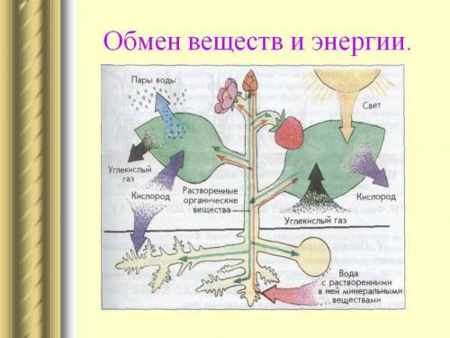 Компонентами экосистемы школьного аквариума могут быть: водоросли и высшие растения; простейшие – ин