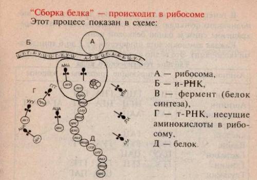 Как осуществляется биосинтез белка ?